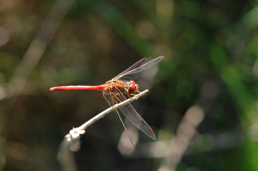 122 2007-09246950 Moore State Park, MA.JPG - Yellow-legged Meadowhawk. Major Willard Moore State Park, MA, 9-24-2007